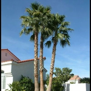 50+ MEXICAN FAN PALM TREE SEEDS, WASHINGTON ROBUSTA (012) Freshly Harvested 2023 - Picture 1 of 4