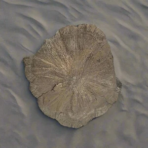 Pyrite Suns, Indiana, USA, 175 gr, 10,5 cm di diametro - Foto 1 di 4