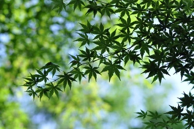 [¡Probado!/Exc+5] Lente teleobjetivo Nikon Ai-s Nikkor 180 mm f/2,8 ED MF... - Imagen 1 de 4