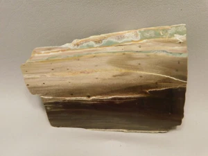 Petrified Wood Woodworthia Polished Piece Arizona #O100 - Picture 1 of 8