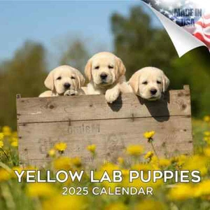 YELLOW LAB PUPPIES Wall Calendar 2025 DOG PET Animal Lover Gift Puppy - Picture 1 of 2