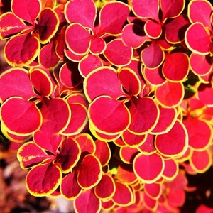 Berberis thunbergii 'Orange Sunrise' Japanese Barberry Potted Garden Shrub - Picture 1 of 15