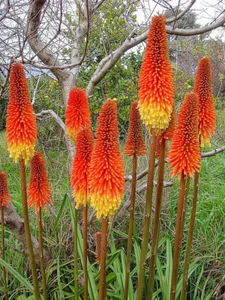 RED HOT POKER 100 SEEDS, ORANGE AND YELLOW FLOWERS. KNIPHOPHIA, TORCH LILY - Picture 1 of 10