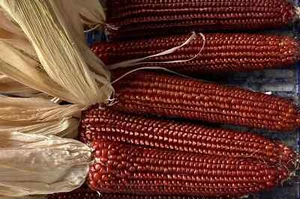 100 SEMI DI PIGNOLETTO Rosso del canavese - Mais Antico Piemontese per polenta - Foto 1 di 2