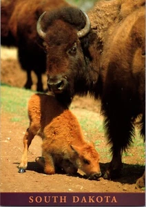 Postkarte Büffel Kalb Kuster Pfahlpark Windhöhle Nationalpark South Dakota - Bild 1 von 2