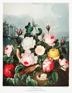 11655.Decor Poster.Room Wall.Robert John Thornton Flower painting.Exotic art - Picture 1 of 1