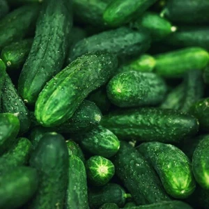 1/4 Lb Spacemaster Cucumber Seeds - Everwilde Farms Mylar Seed Packet - Picture 1 of 2
