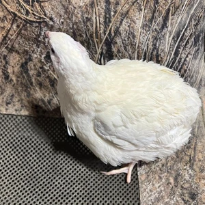 Jumbo White Coturnix Hatching Eggs - Premium Quail Eggs for Hatching - Perfect f - Picture 1 of 6