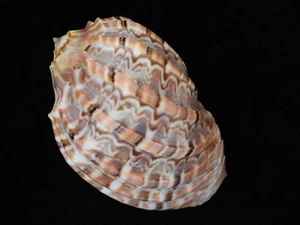 Sea Shell Harpa major 86.5mm ID#5488 - Picture 1 of 4