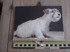 "A Perfect little Gentleman" Dog Photo/picture calendar? .9.5 x 7 inches approx