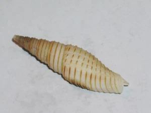 IMBRICARIA YAGURAI MONSTER - Picture 1 of 2