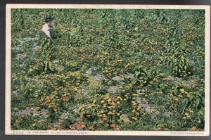 PC-4319**Vtg. PC **In the Poppy Fields** Altadena, California - Picture 1 of 2