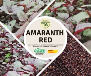 ORGANIC Red Amaranth | Lal Shak, Chu Hinn Choy, Rajgira, Phak Khom - Picture 1 of 4
