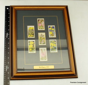 1937 Willis's Cigarette Tobacco Cards Wild Flowers  Botanical Framed and Matted - Picture 1 of 12