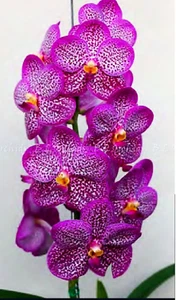 Vanda Uraiwan Belle "Vanita" - Picture 1 of 2