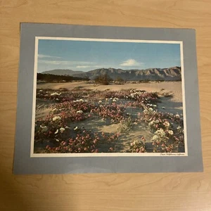 Vintage Calso Oil Scenic Views Desert Wildflowers, California Print - Picture 1 of 12