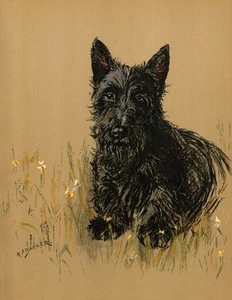 Vintage Scottish Terrier Druck Wandbild Dekor 1938 K Barker Illustration 6315e - Bild 1 von 1