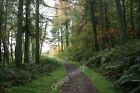 Photo 6X4 North Bovey: Forestry North Bovey Woods, On The Edge Of Easdon  C2011