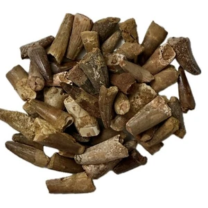 Real Spinosaurus Tooth (3-3.8cm) Cretaceous, Guaranteed Authentic. For 1 Tooth - Picture 1 of 6