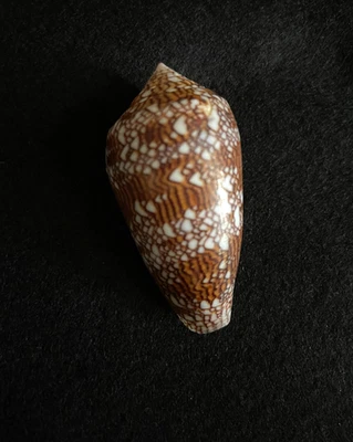 Conus textile Linne 57 mm Australia - Image 1 of 4