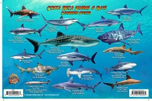 Costa Rica Sharks & Rays Franko Maps Waterproof Fish Card - Imagen 1 de 2
