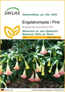 SAFLAX - Samen - Engelstrompete / Pink - 10 Samen - Bild 1 von 6