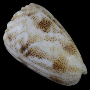 CONUS ARENATUS (Olango Isl., Philippinen) 26,8 mm #47196 - Bild 1 von 4