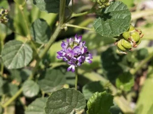 BABCHI - MALAY TEA 25+ Seeds - Psoralea corylifolia - medicinal plant E 358 - Picture 1 of 1