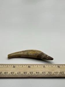 "FÓSIL DE DIENTE DE BASILOSAURUS Eoceno tardío 40 millas años Artiodáctilo antiguo 3,25"" SC 209" - Imagen 1 de 5