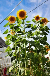 RIESENSONNENBLUME MONGOLIAN GIANT SONNENBLUME GIGANTISCHE SONNENBLUMEN 10 SAMEN - Bild 1 von 1