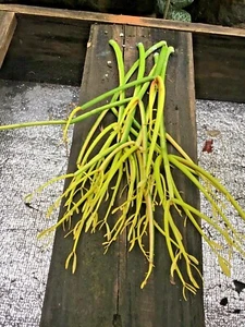 Euphorbia Tirucalli 'Fire Sticks' Plant - Colourful CUTTINGS x 6 - Picture 1 of 7