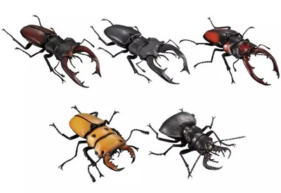 Mini Figura Los 5 tipos conjunto "Enciclopedia ilustrada de criaturas Kuwagat... - Imagen 1 de 2