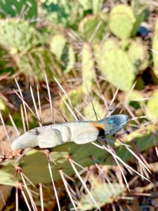 Native American Zuni Lizard Fetish Picasso Marble and Turquoise Eyes Hand Made - Picture 1 of 10