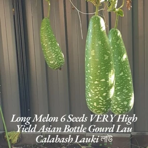 Organic Bottle Gourd লাউ 7 Seeds Very Delicious Asian Long Melon Calabash Lauki - Picture 1 of 5