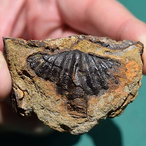 Brachiopod Fossil Acrospirifer murchisoni Bolivia Devonian Belen formation - Picture 1 of 13