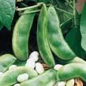 Lima Bean, Henderson Bush, NON Gmo, 100+ Seeds, Great Tasting and Healthy - Picture 1 of 1
