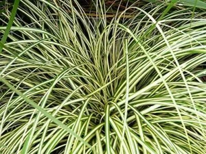 Gras 'Carex Evergold' Staudengarten 100 mm Topfpflanzen Pack x3