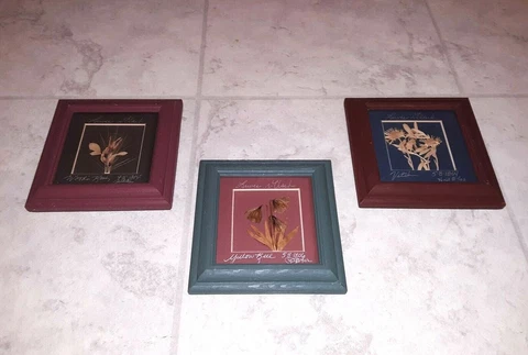Set of 3 Dried Flowers Framed Hanging Wall Art Montana Botanicals Made in USA Cover