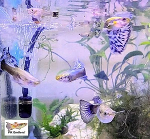 PK Endlers - WILD IRIS MOSAIC GUPPY - CHOOSE OPTIONS - Picture 1 of 11
