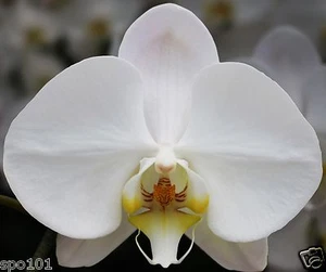 Phalaenopsis Sogo Yukidian "V3". Large White.Two Spikes - Picture 1 of 2