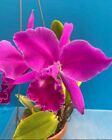 Cattleya jenmanii rubra Orchid Species 2” Pot Very Fragrant Starter Plant
