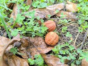 Walnüsse 5 Kg. Ernte 2025. Frisch .Bio - Bild 1 von 3