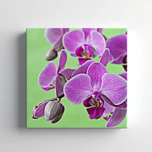 Orchid Flowers Canvas Print Wall Art, Stylish Home Decor Wall Hanging - Picture 1 of 12