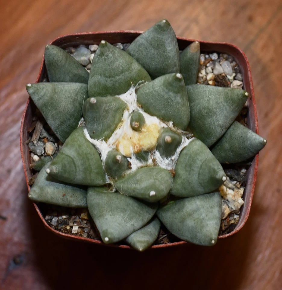 Ariocarpus retusus retusus #2 - Image 1 of 1