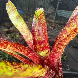 Mini Neo TIGER CUB x MISFIT - Small Sized Grower - Bromeliad, Neoregelia - Picture 1 of 9