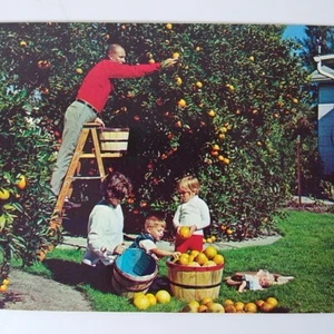 Florida Postcard - People Family Picking Oranges Citrus Orange Grove - Picture 1 of 3