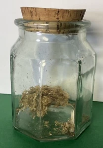 Moosknochen Glas Terrarium Kork Deko - Bild 1 von 7