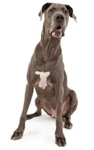 Hunde Aufkleber Sticker Deutsche Dogge Hunderasse Tiere Dogs ca. 10x5 cm - Bild 1 von 1