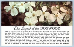 LEYENDA DEL ÁRBOL DOGWOOD FLOR RELIGIOSA VINTAGE POSTAL CROMADA - Imagen 1 de 2