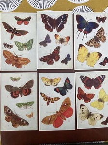 Rarely Offered Tuck’s Oilette Butterflies on the Wing Series 1 Full Set Of 6! - Picture 1 of 2